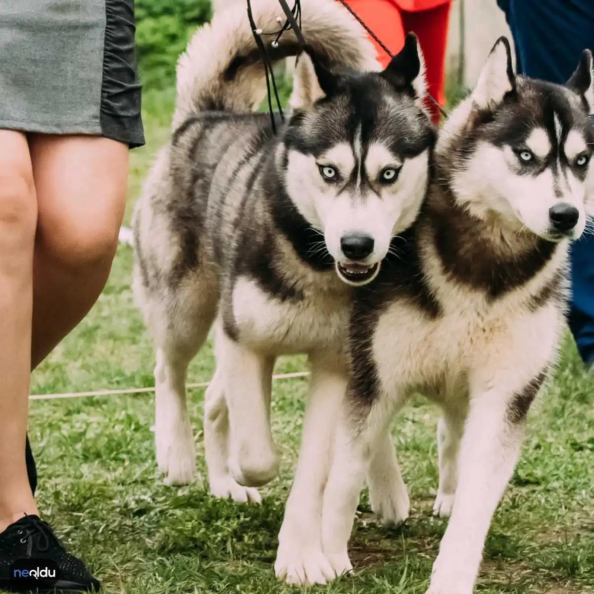 Köpekler Hakkında Bilgi