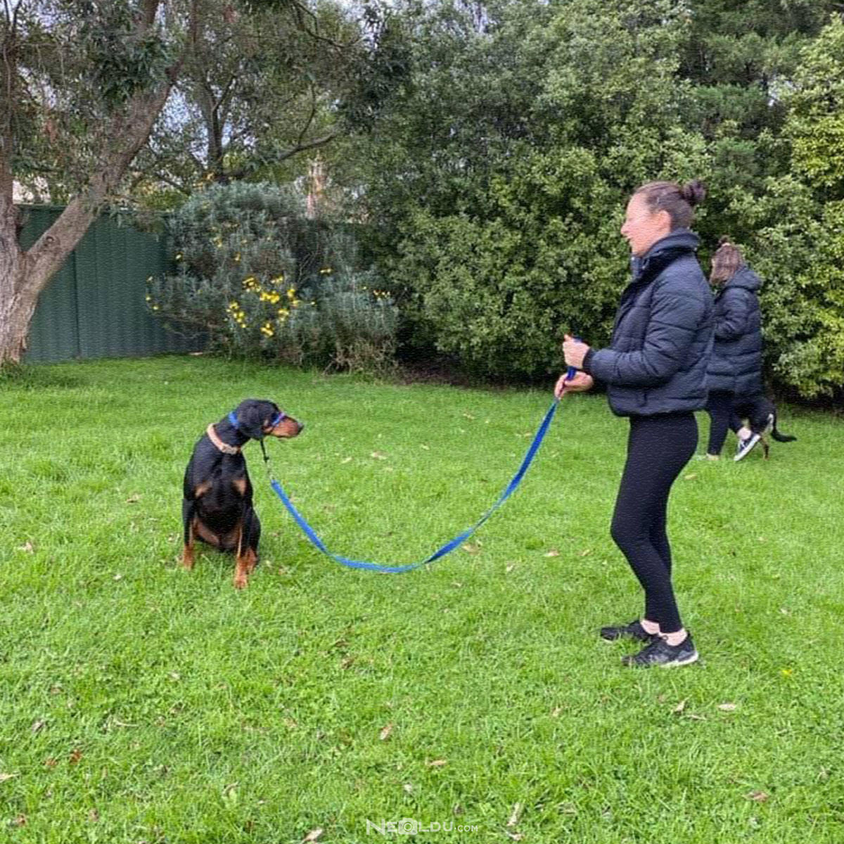 Sizin İçin Hangi Köpek Irkı Uygun?