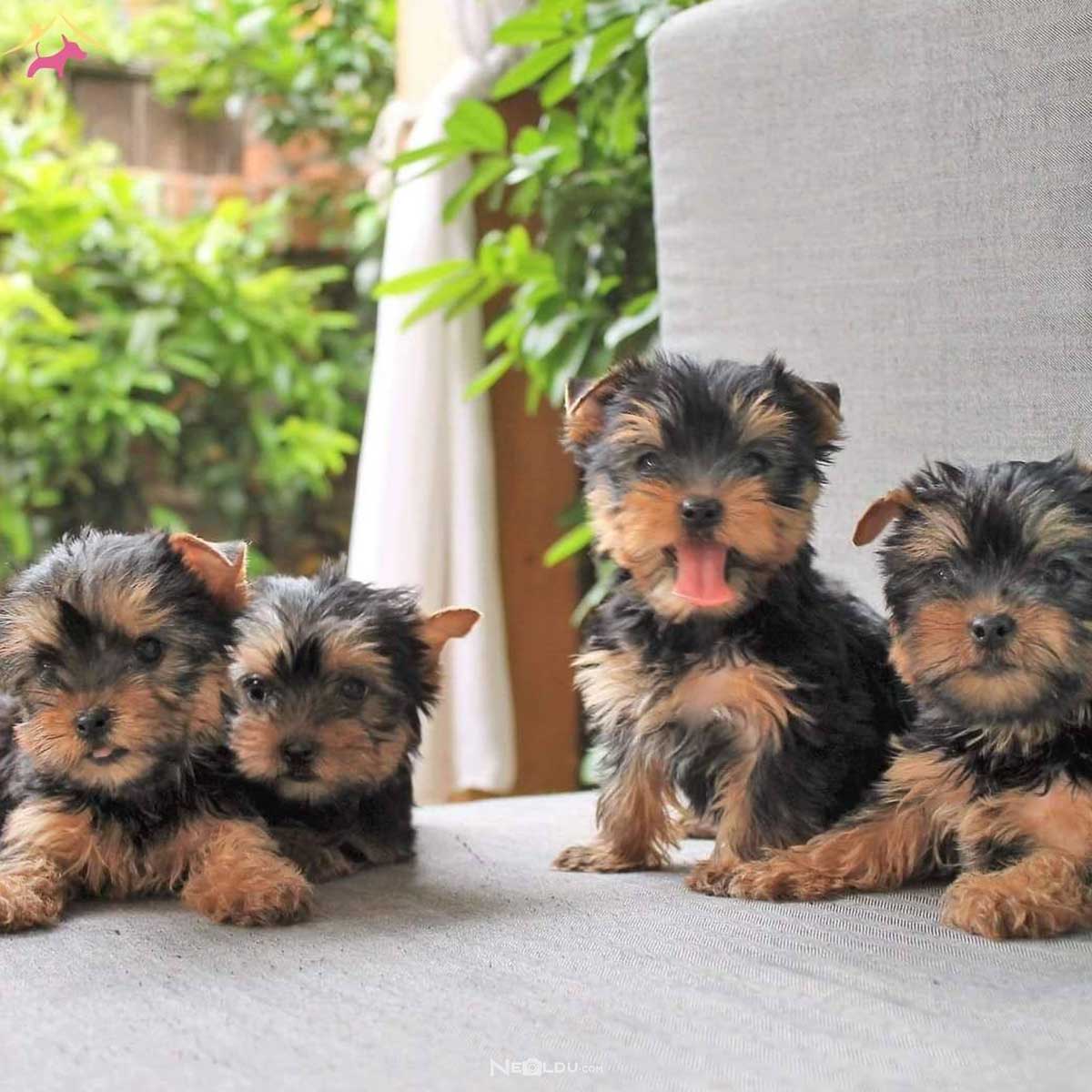 Yorkshire Terrier Köpek Cinsi