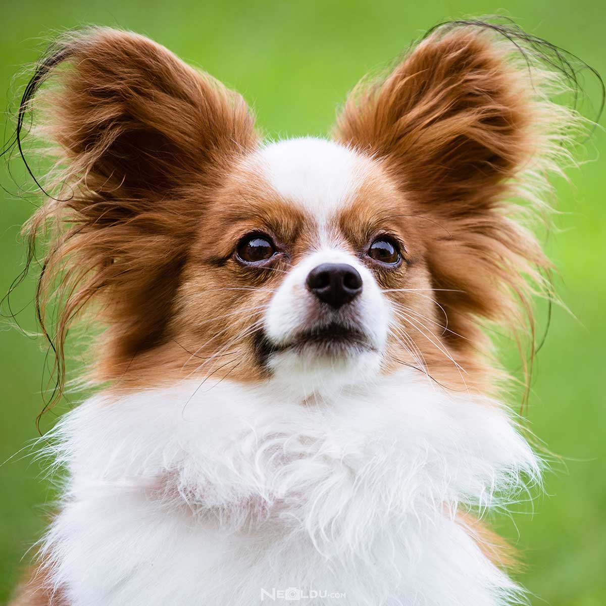 Papillon Köpek Cinsi Hakkında Bilgi