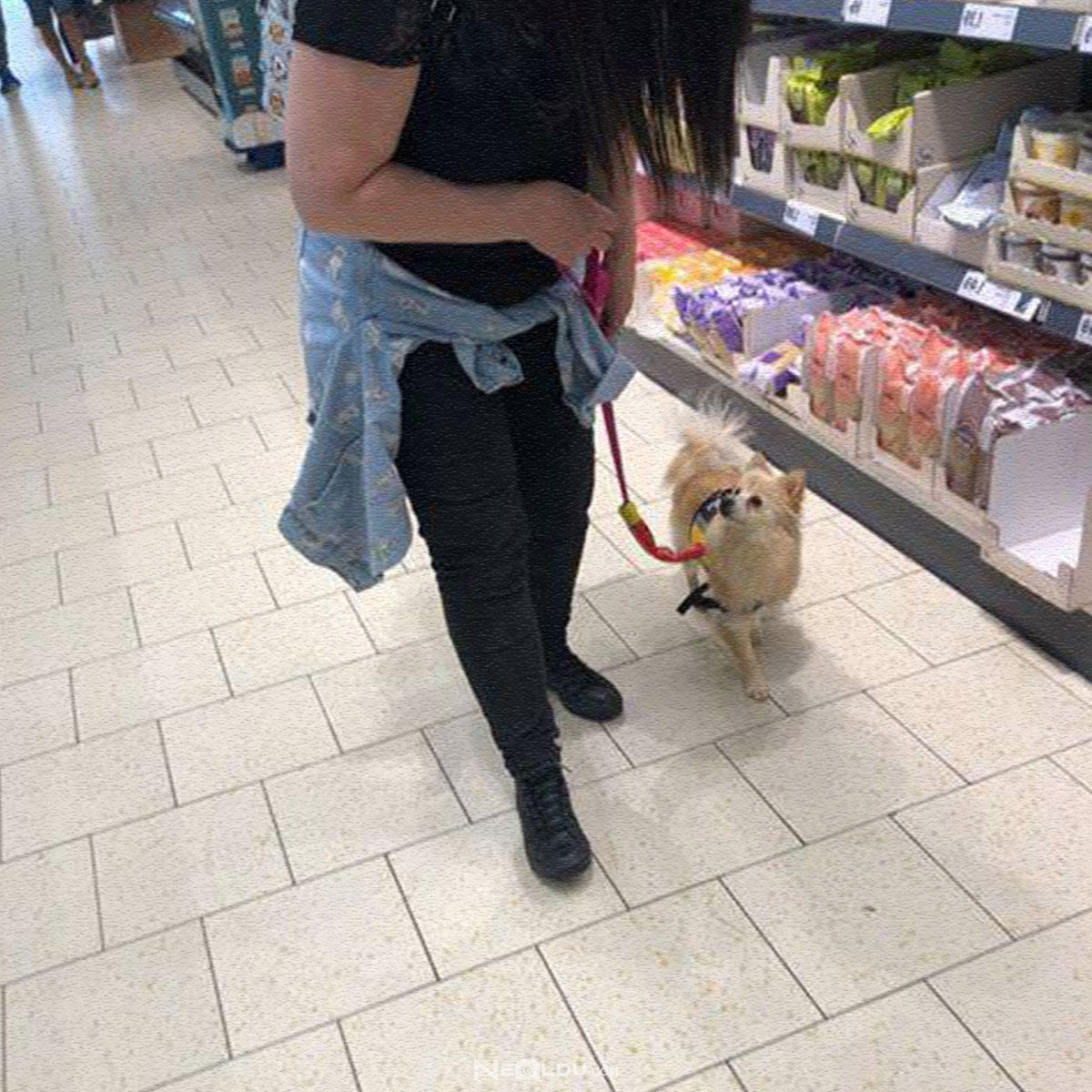 Sizin İçin Hangi Köpek Irkı Uygun?