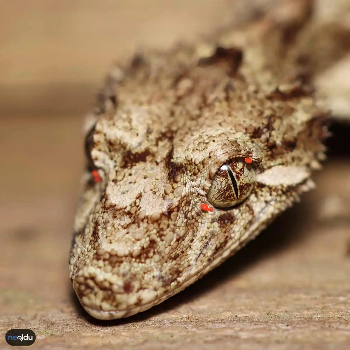 Yaprak Kuyruklu Gecko Madagaskar Sakini