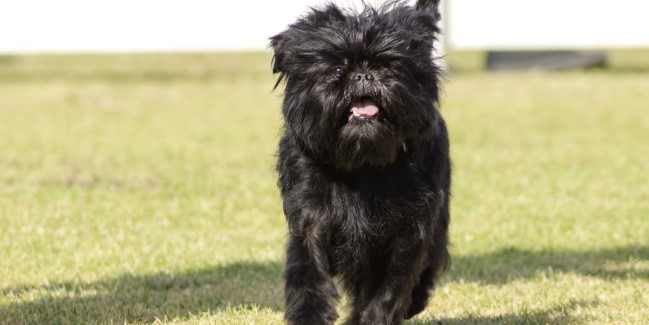 Affenpinscher köpeği