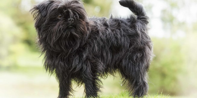 Affenpinscher köpeği