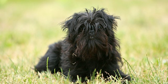 Affenpinscher köpeği