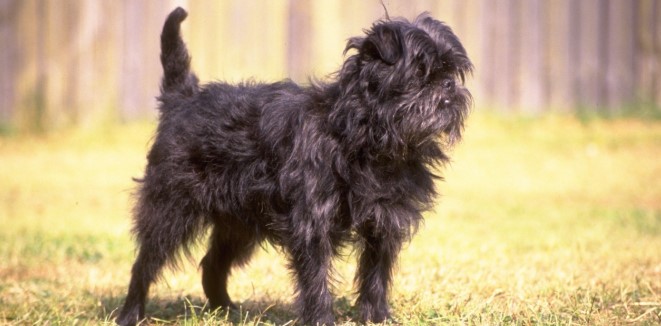 Affenpinscher köpeği