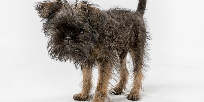 Affenpinscher köpeği