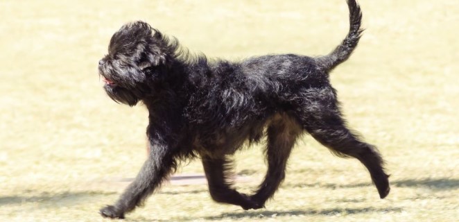 Affenpinscher köpeği