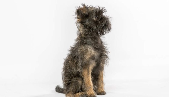 Affenpinscher köpeği