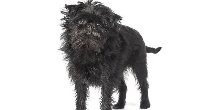 Affenpinscher köpeği