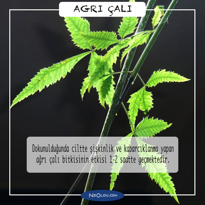 agri-cali-001.jpg