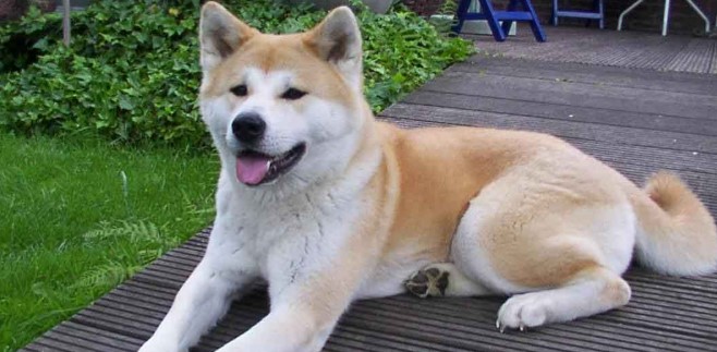 Akita Köpeği