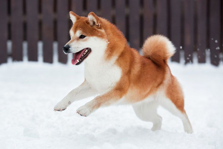 akita.jpg