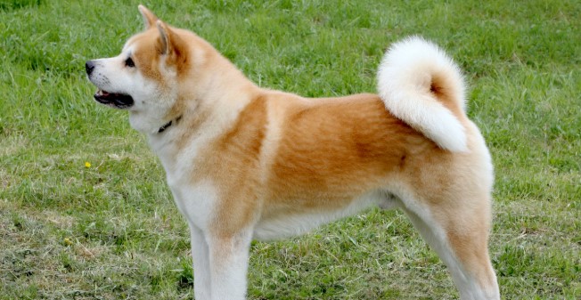 Akita Köpeği