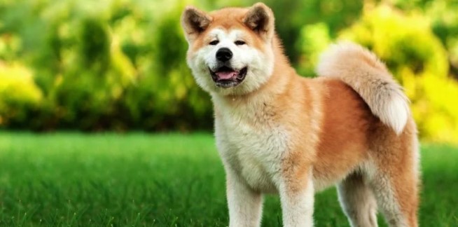 Akita Köpeği