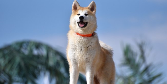 Akita Köpeği