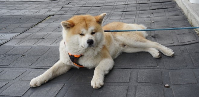 Akita Köpeği