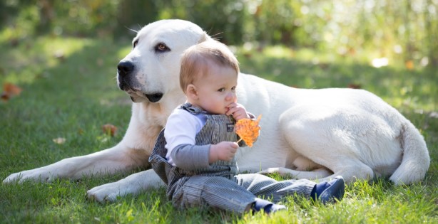 Alabay Köpeği