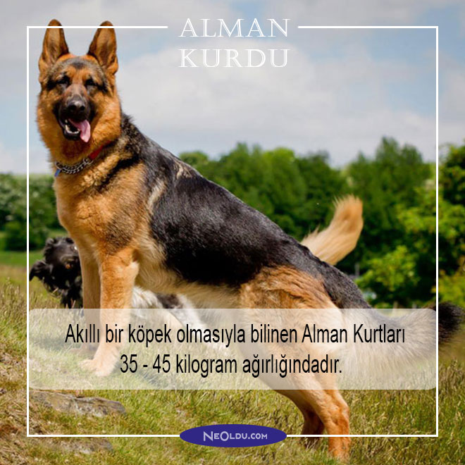 en tehlikeli köpek cinsleri