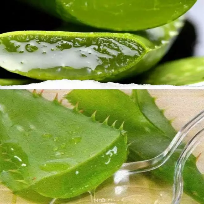 Aloe vera maskesi tarifi