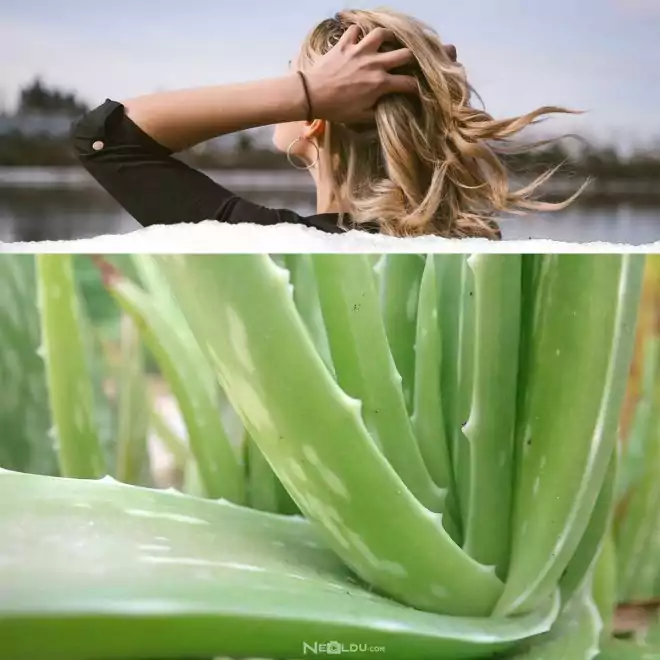 Aloe vera saç maskesi