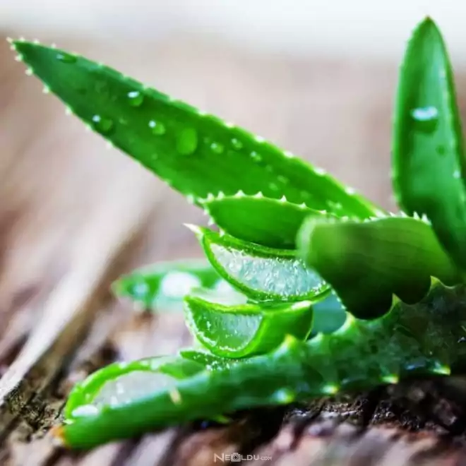 Aloe vera kullanırken dikkat edilmesi gerekenler