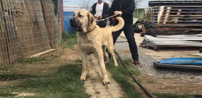 Anadolu Çoban Köpeği