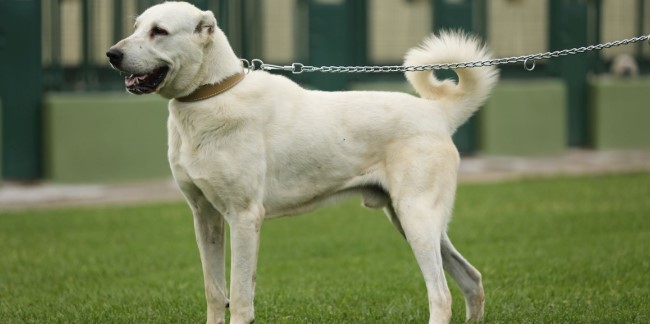 Anadolu Çoban Köpeği