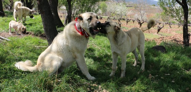 Anadolu Çoban Köpeği