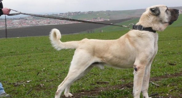 Anadolu Çoban Köpeği