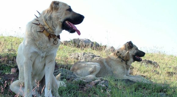 Anadolu Çoban Köpeği