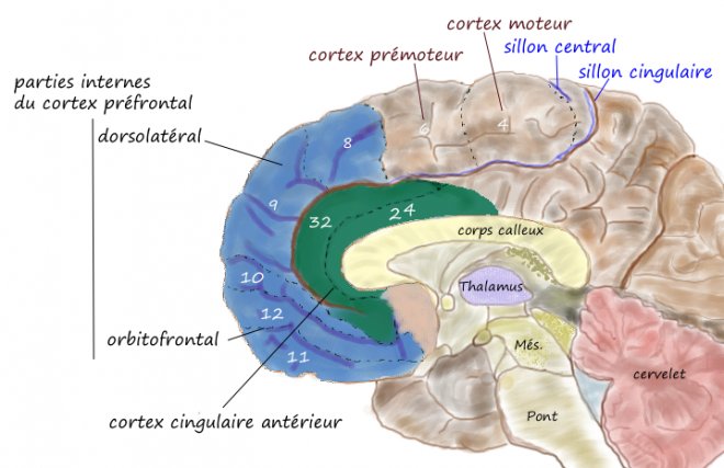 anterior-singulat-korteks.png