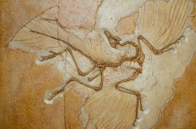 archaeopteryx.jpg