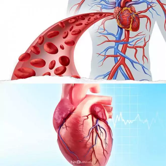 Kalp Sağlığına Faydası