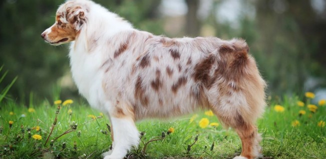 Avustralya Çoban Köpeği