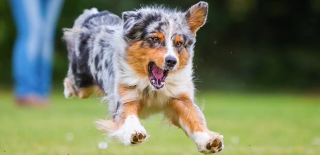 Avustralya Çoban Köpeği