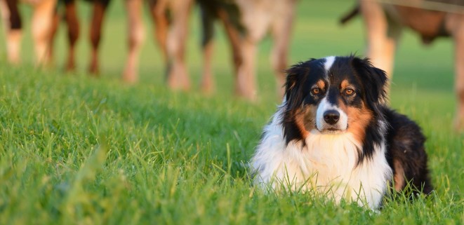 Avustralya Çoban Köpeği