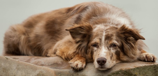 Avustralya Çoban Köpeği