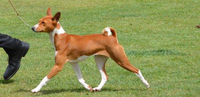 Basenji