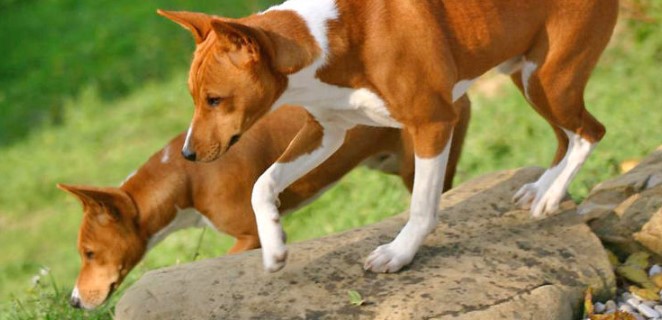 Basenji