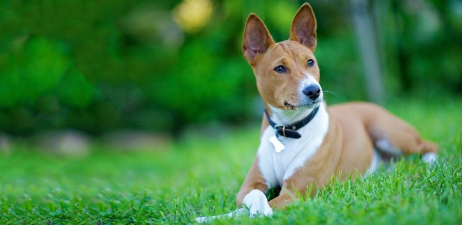 Basenji