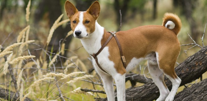 Basenji