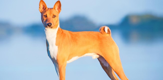 Basenji