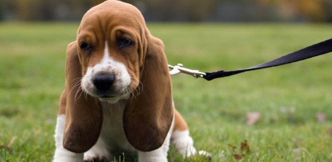 Basset Hound