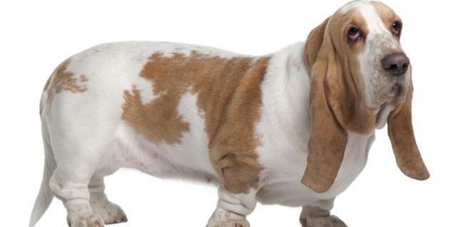 Basset Hound