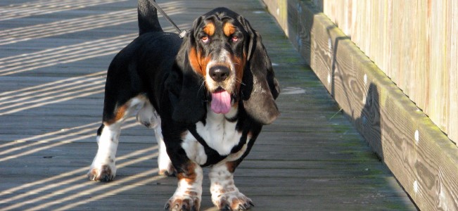 Basset Hound