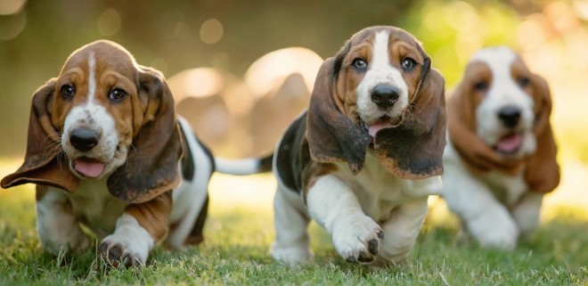 Basset Hound