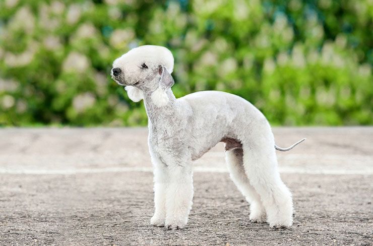 bedlington-terrier.jpg