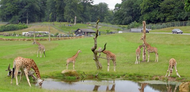 beekse-bergen-safari-park.jpg