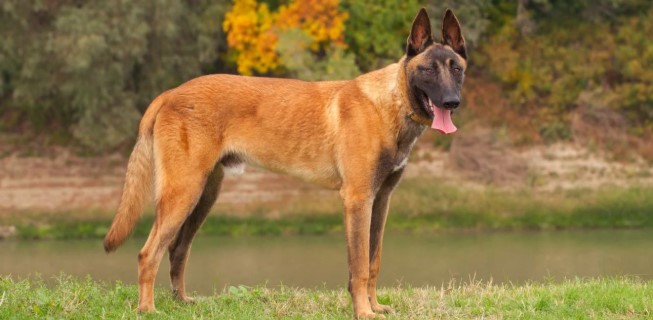 Belçika Malinois